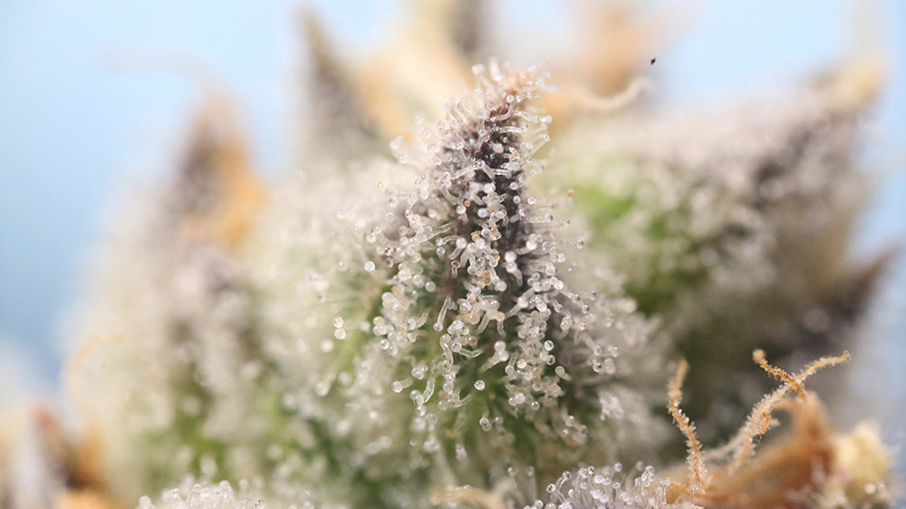 H4CBD : 7 comparaisons avec le CBD￼