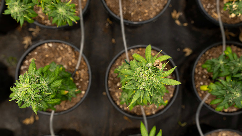 H4CBD : les 12 questions les plus fréquentes