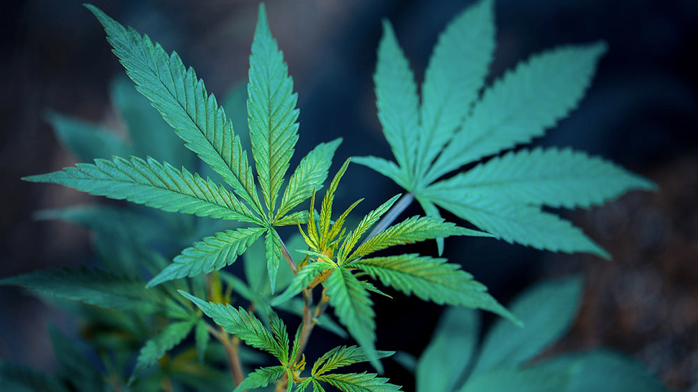 THCP : les effets d’une nouvelle alternative au THC