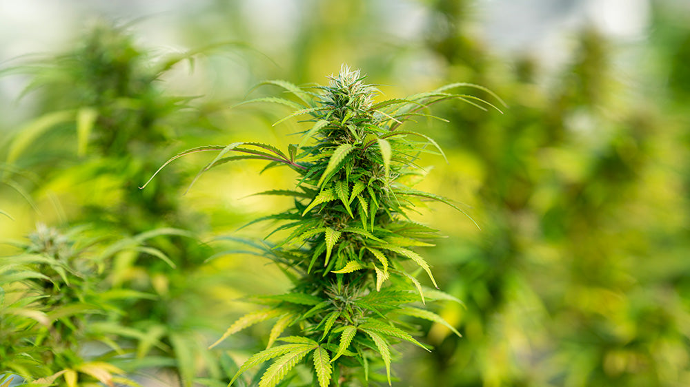 Qu’est-ce que l’effet entourage ?