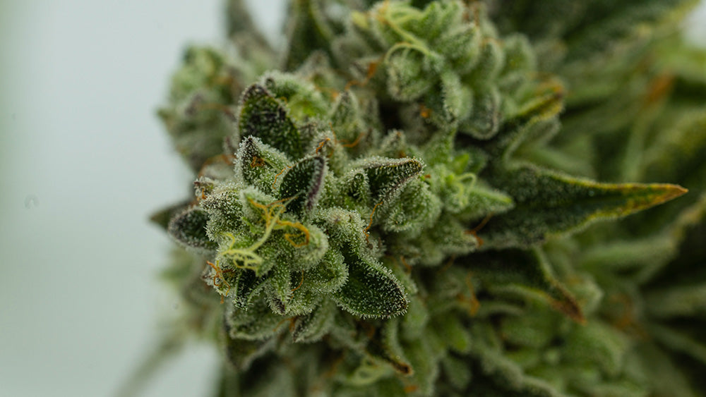 Découvrez le THCPO, un tout nouveau cannabinoïde